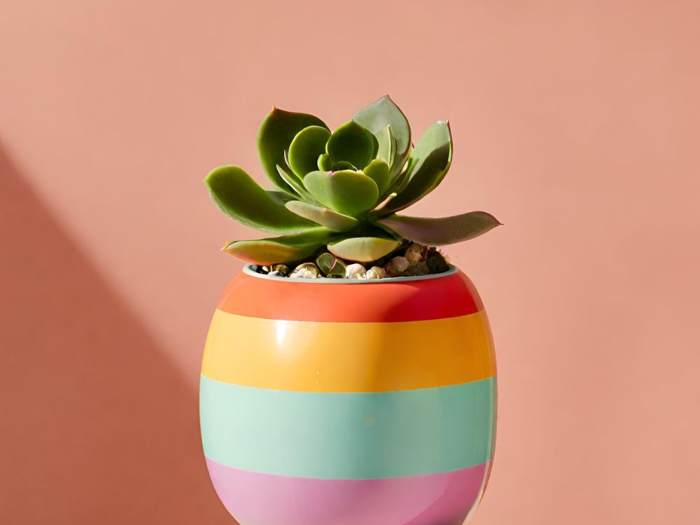 vasinho de planta suculenta colorido